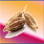 JeeraSMP server icon